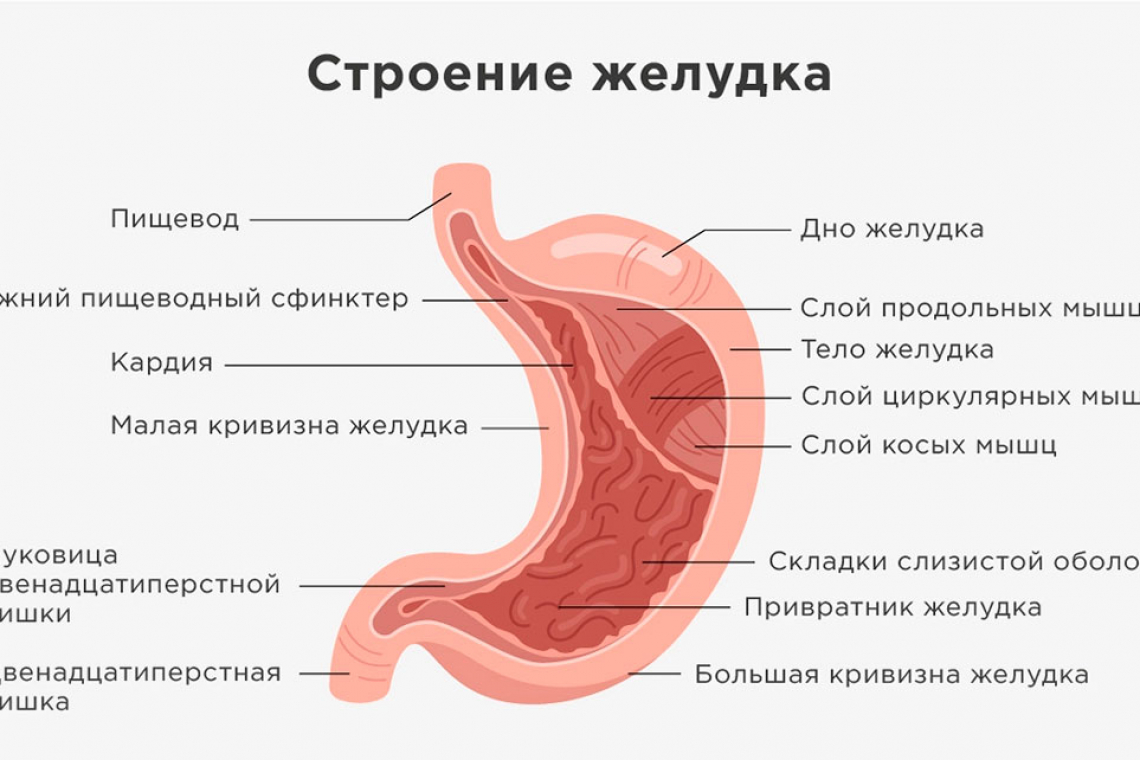 Внутреннее строение желудка. Стреонре желудка. Структура желудка. Строение желудка человека.
